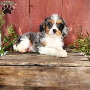 Terry, Cavapoo Puppy